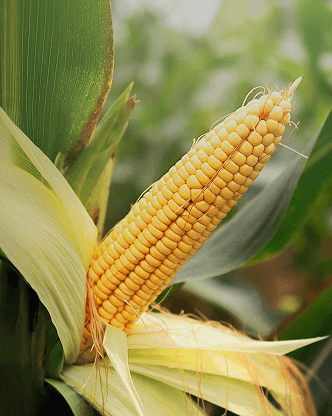 Image of corn
